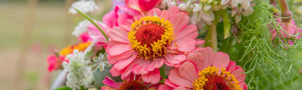 Zinnia Plants