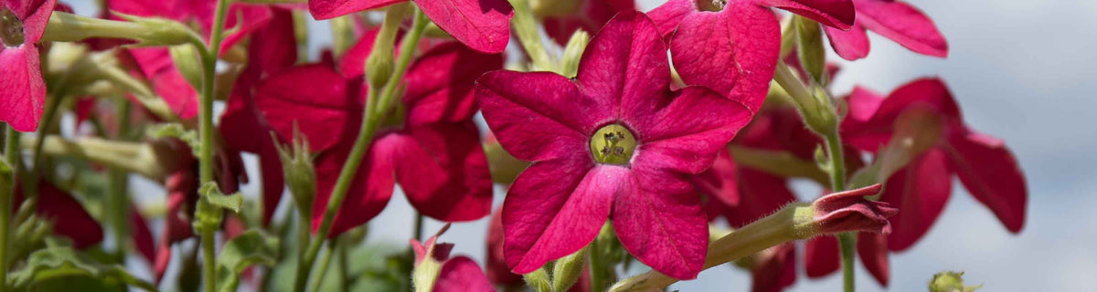 Nicotiana Seeds