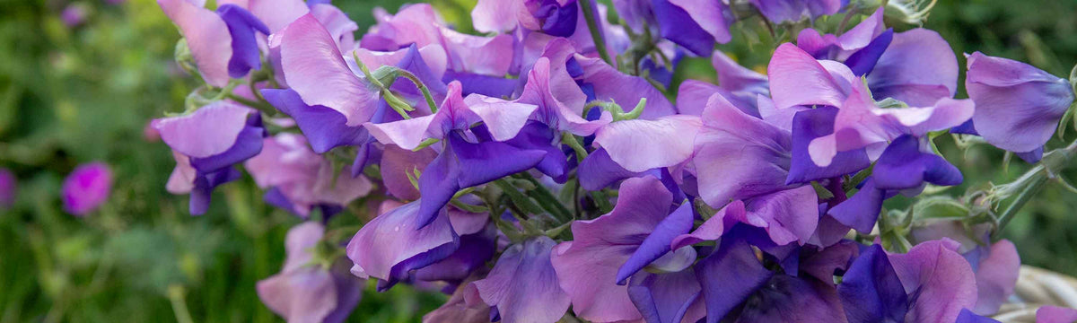 New Flower Seeds