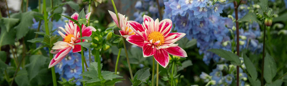Dahlia Seeds