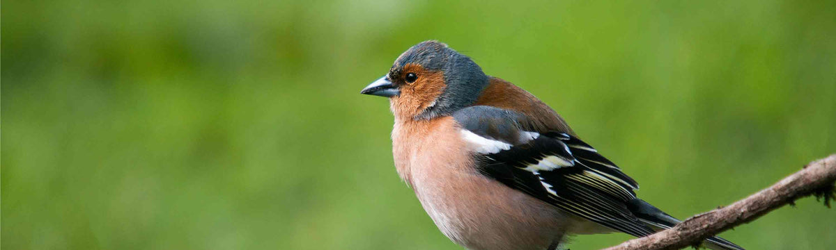 Peanut Feeders
