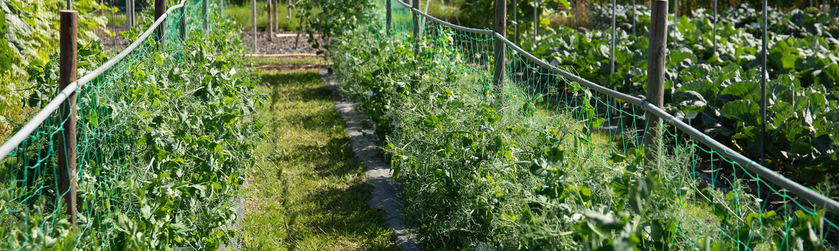 Vegetable Growing Accessories