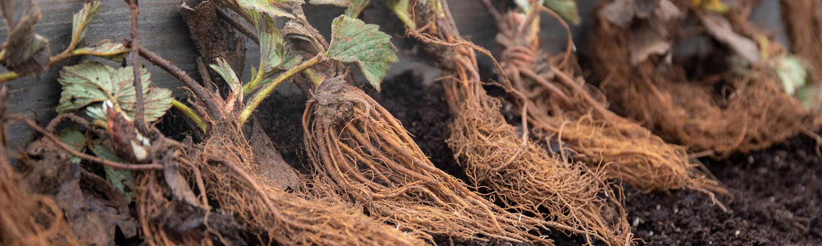 Bare Root Strawberries