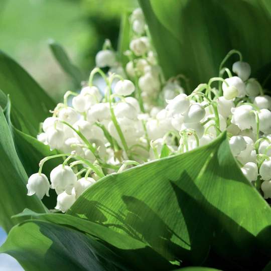 Lily of the valley