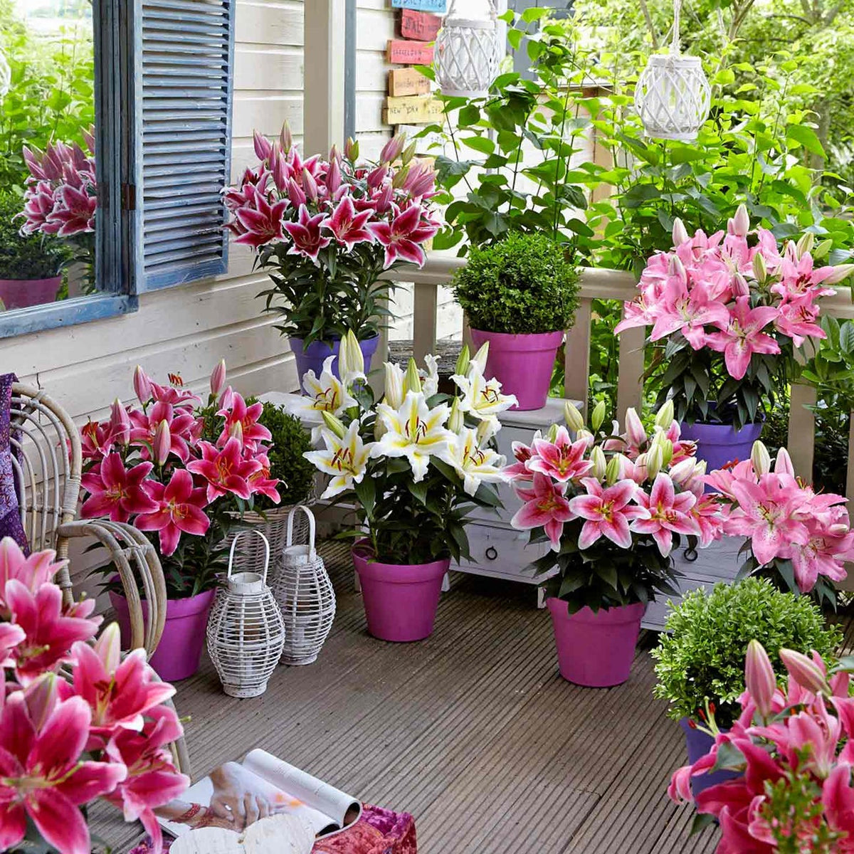 Summer Bulb Collection