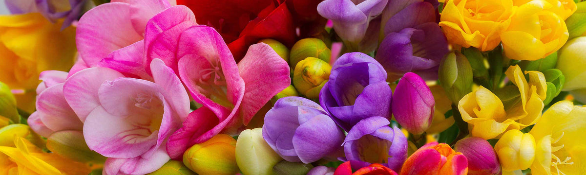Freesia Bulbs