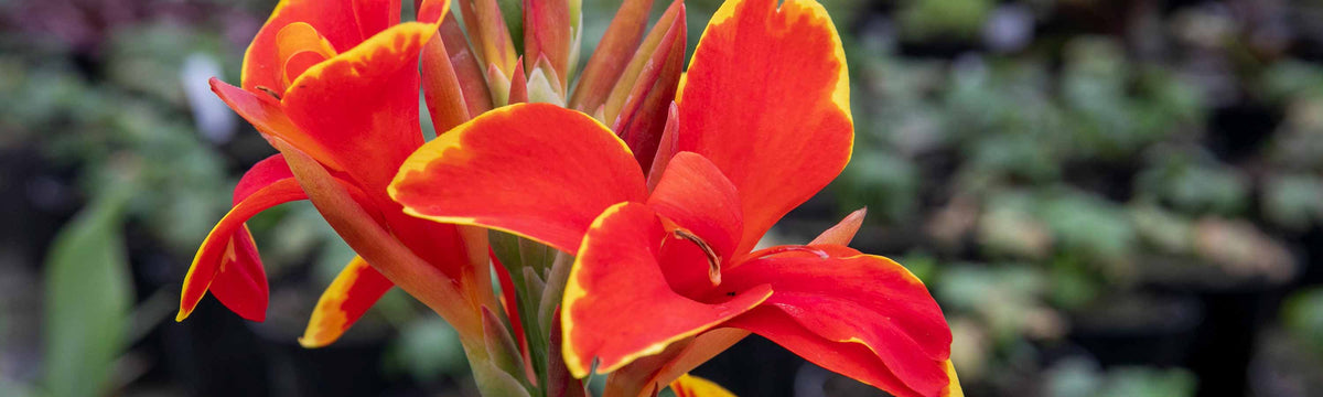 Canna Bulbs