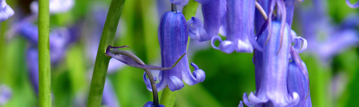 Blue Spring Bulbs