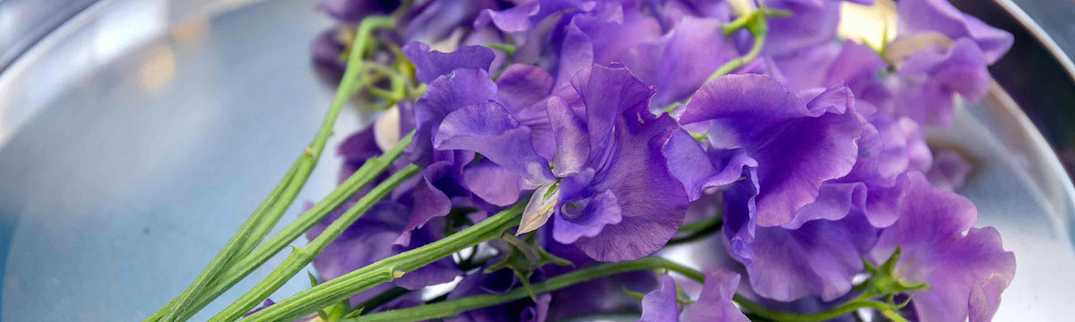 pink purple and white delphiniums in vase
