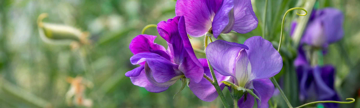 Award Winning Flower Seeds