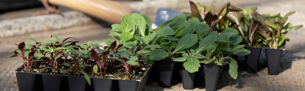 Perennial Seedlings