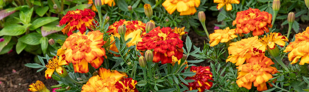 Bedding Plants