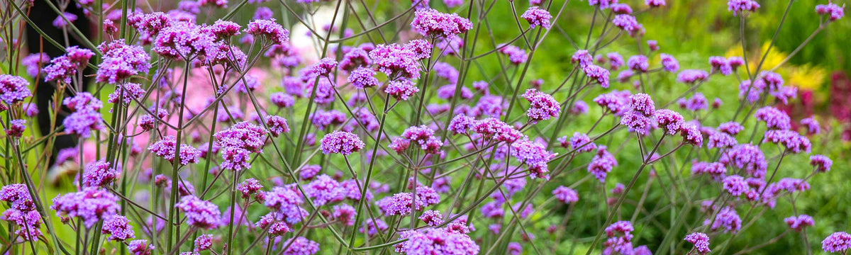 Verbena Plants
