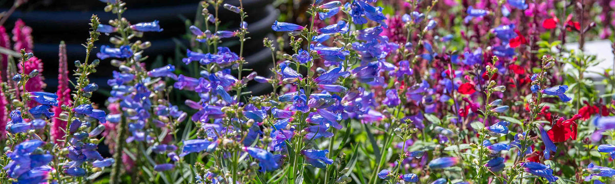 Cottage Garden Plants