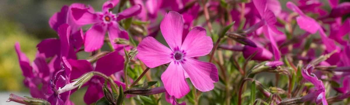 Phlox Plants