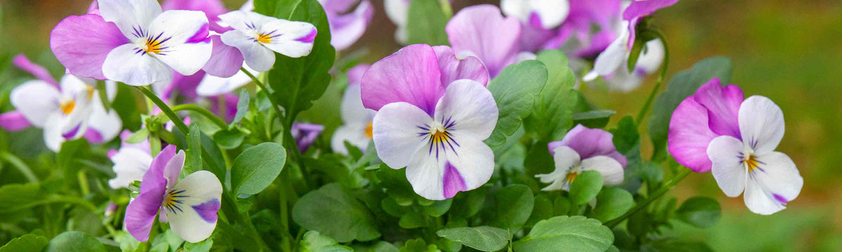 Viola Plants