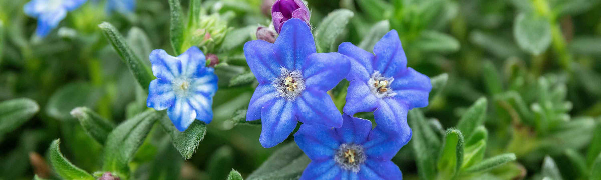 Lithodora Plants