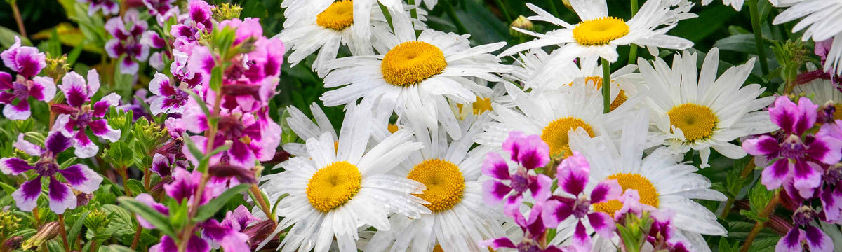 9cm Perennial Plants