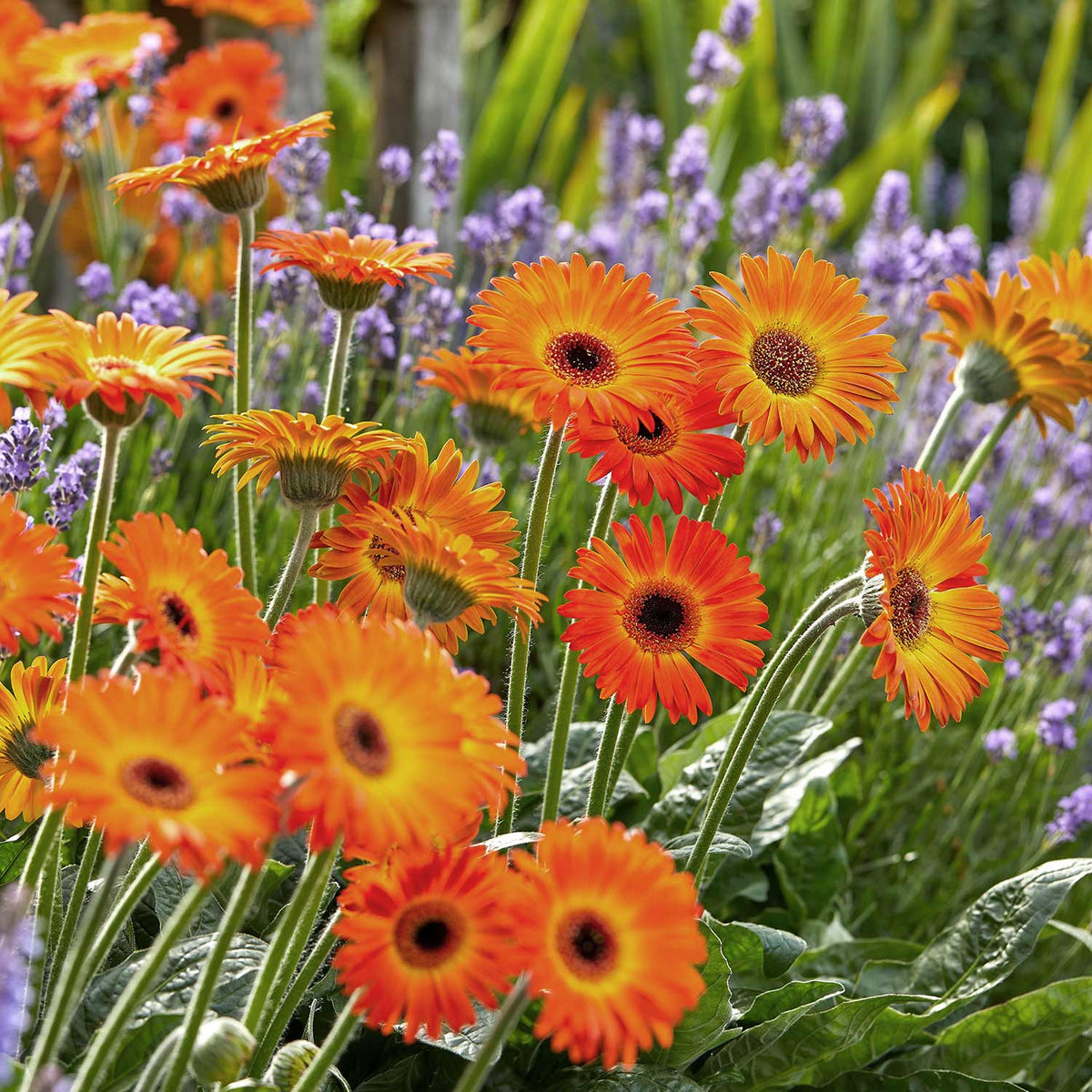 Spring Planting Garden Ready Perennials