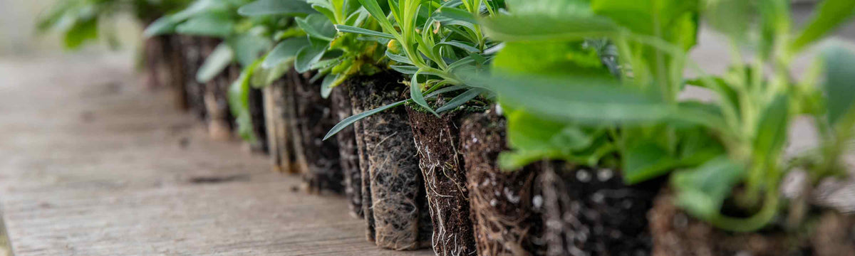 Garden Ready Perennial Plug Plants