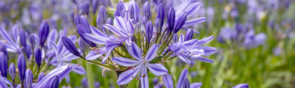 Agapanthus