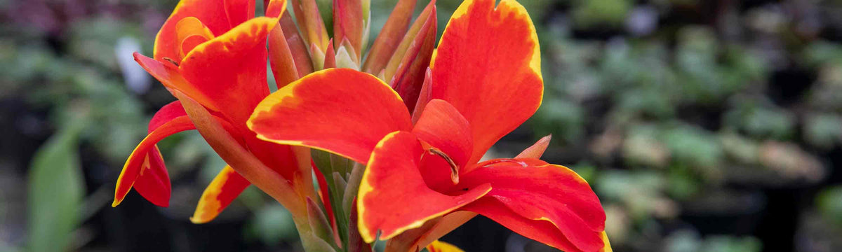 Canna Lily Plants