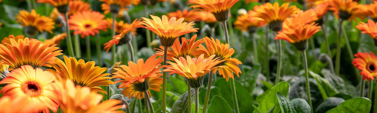 Dahlia & Gerbera Plants
