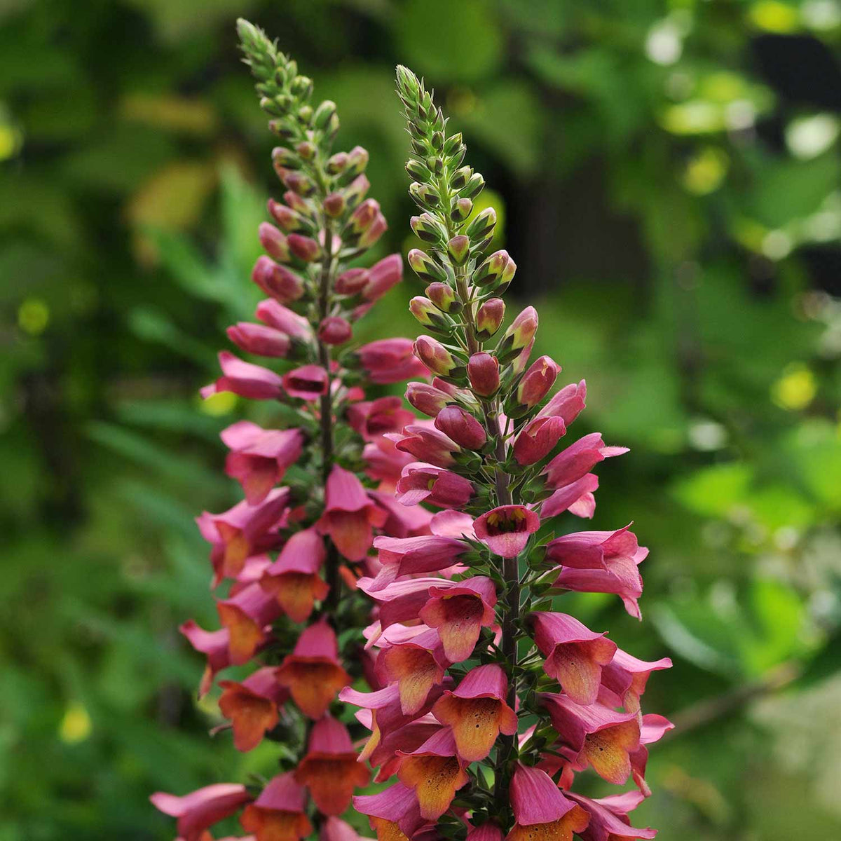 Cottage Garden Offer