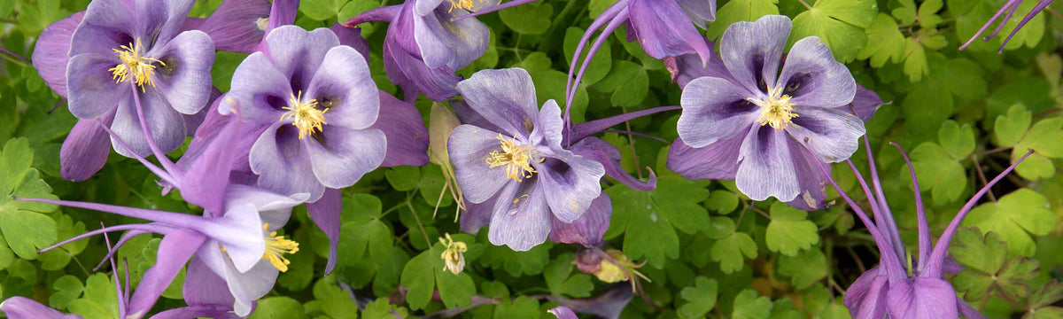 Aquilegia Seeds