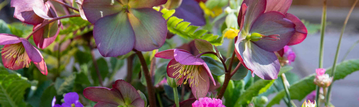 helleborus
