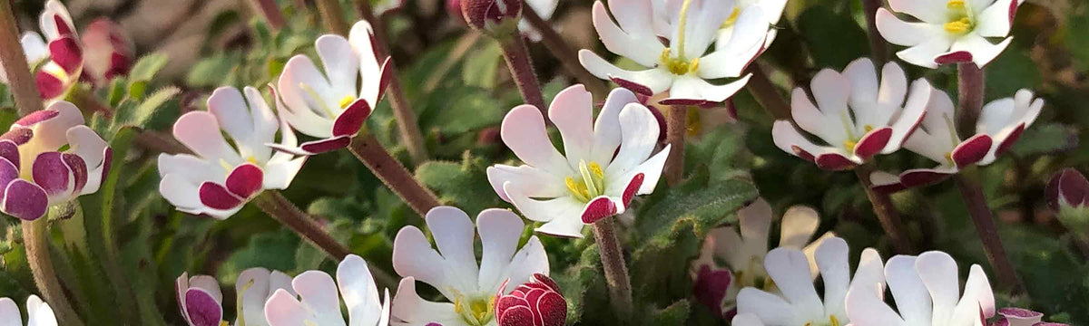 Zaluzianskya Plants