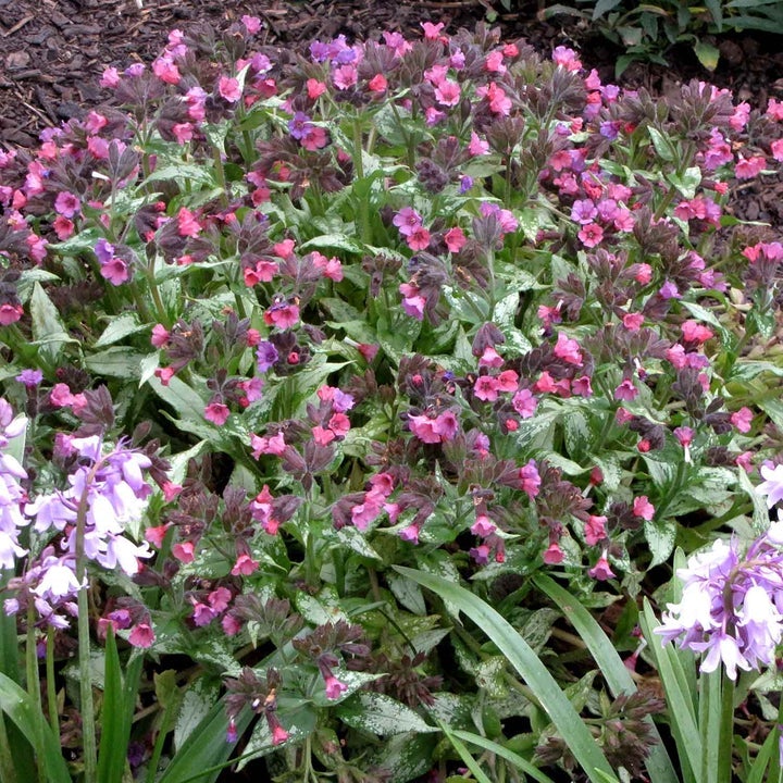 Pulmonaria Plants