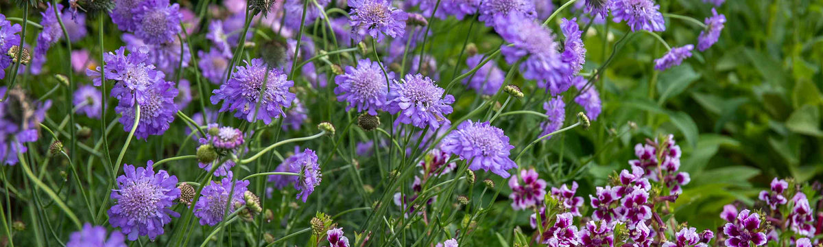 1-10 Litre Large Perennials