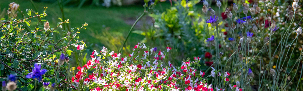 Garden Ready Cottage Garden Perennials