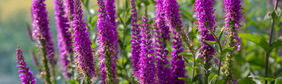 Veronica Plant