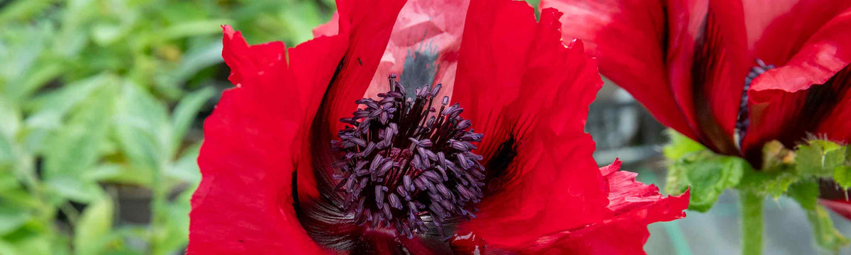 Poppy Plants
