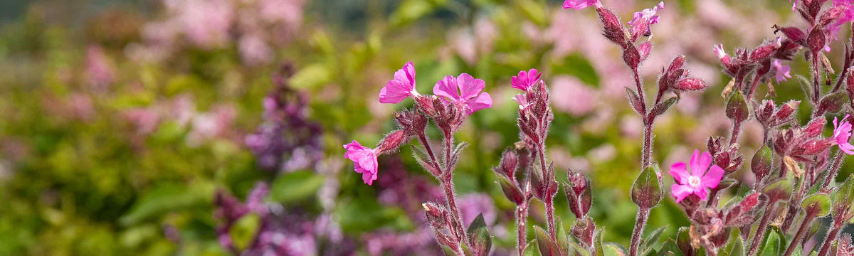 Silene Plants