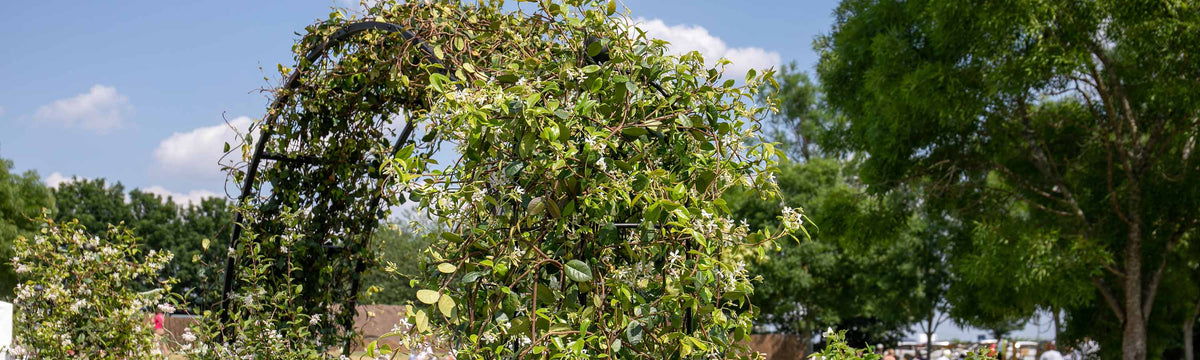 Climbing Plants