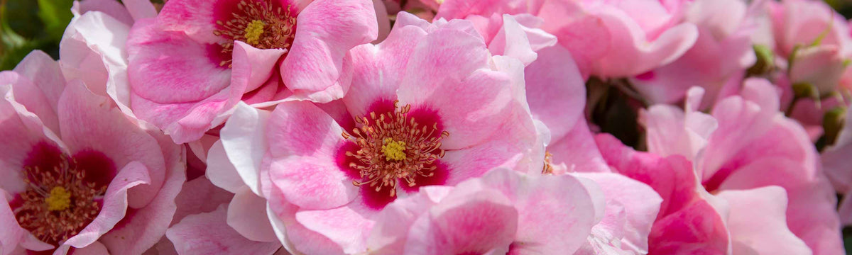 Bare Root Roses