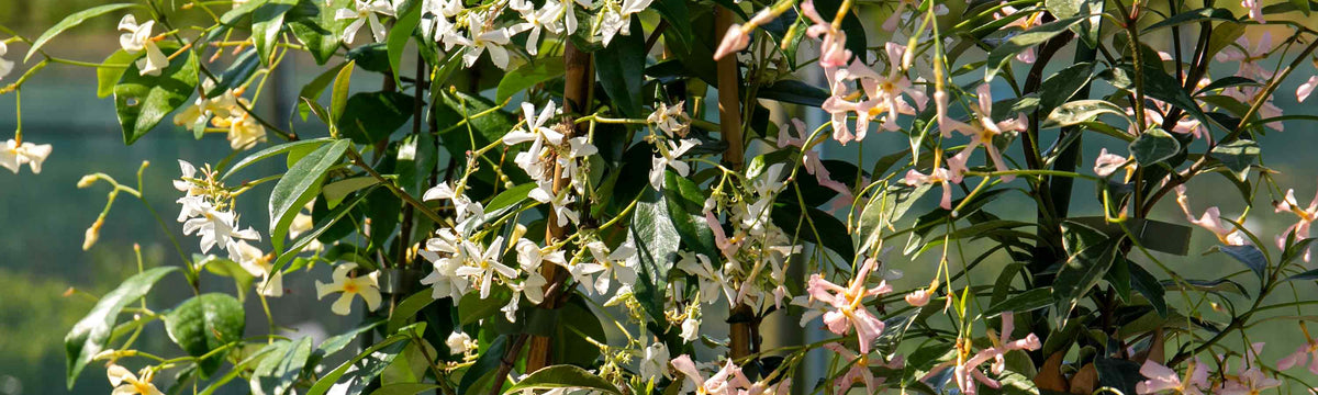 7-9cm Climbing Plants