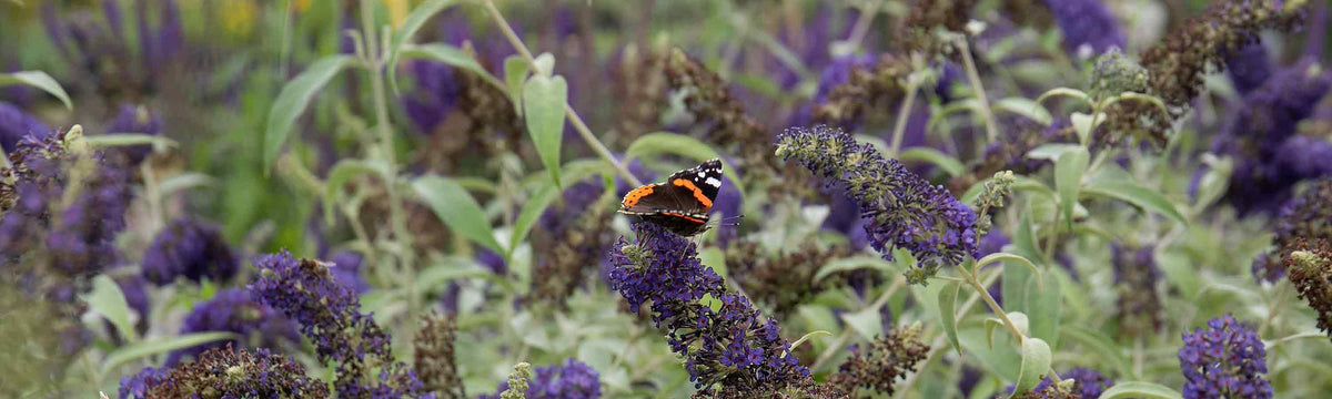 Buddleja Plants