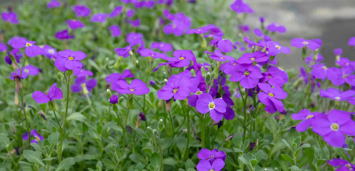 Alpine Plants