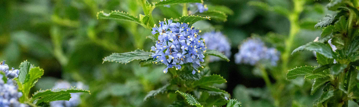 Ceanothus
