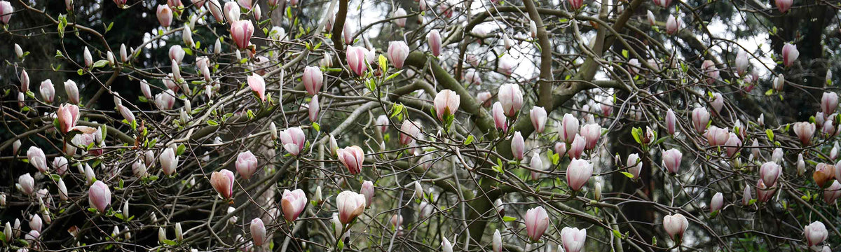 Magnolia Plant