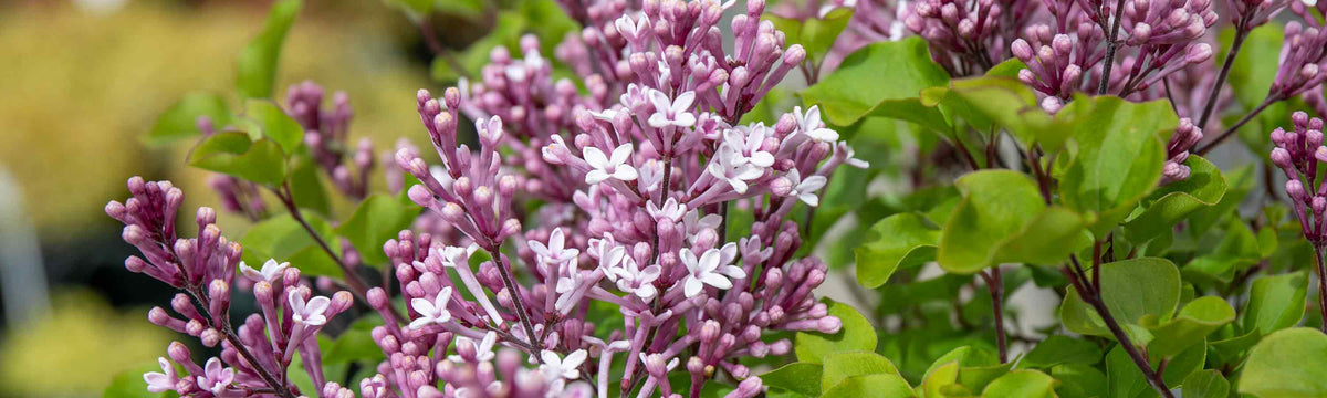 Syringa