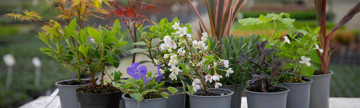 9cm Shrubs