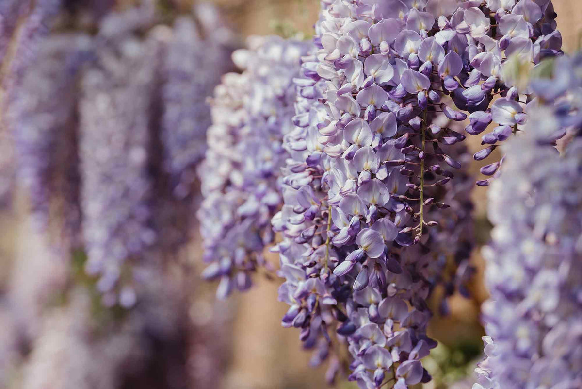 Wisteria