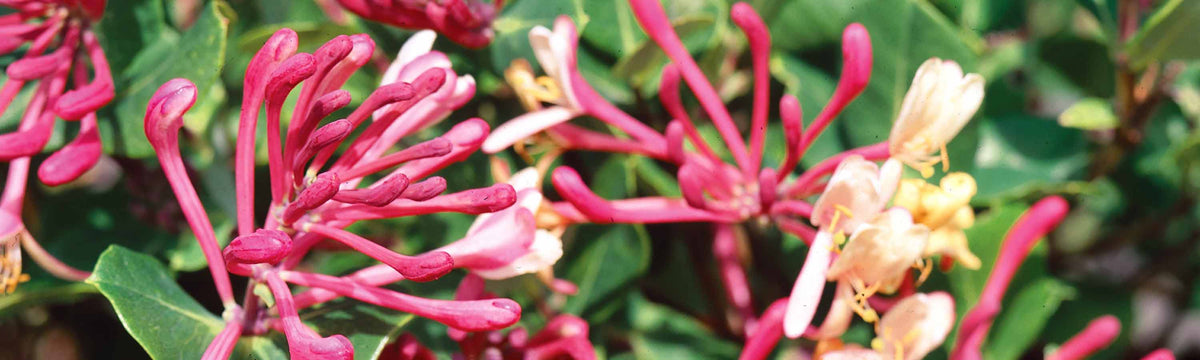 Honeysuckle Plants