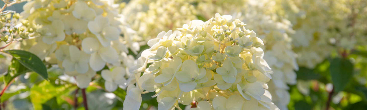 1-3 Litre Shrubs