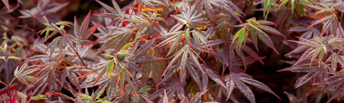 Acer Tree